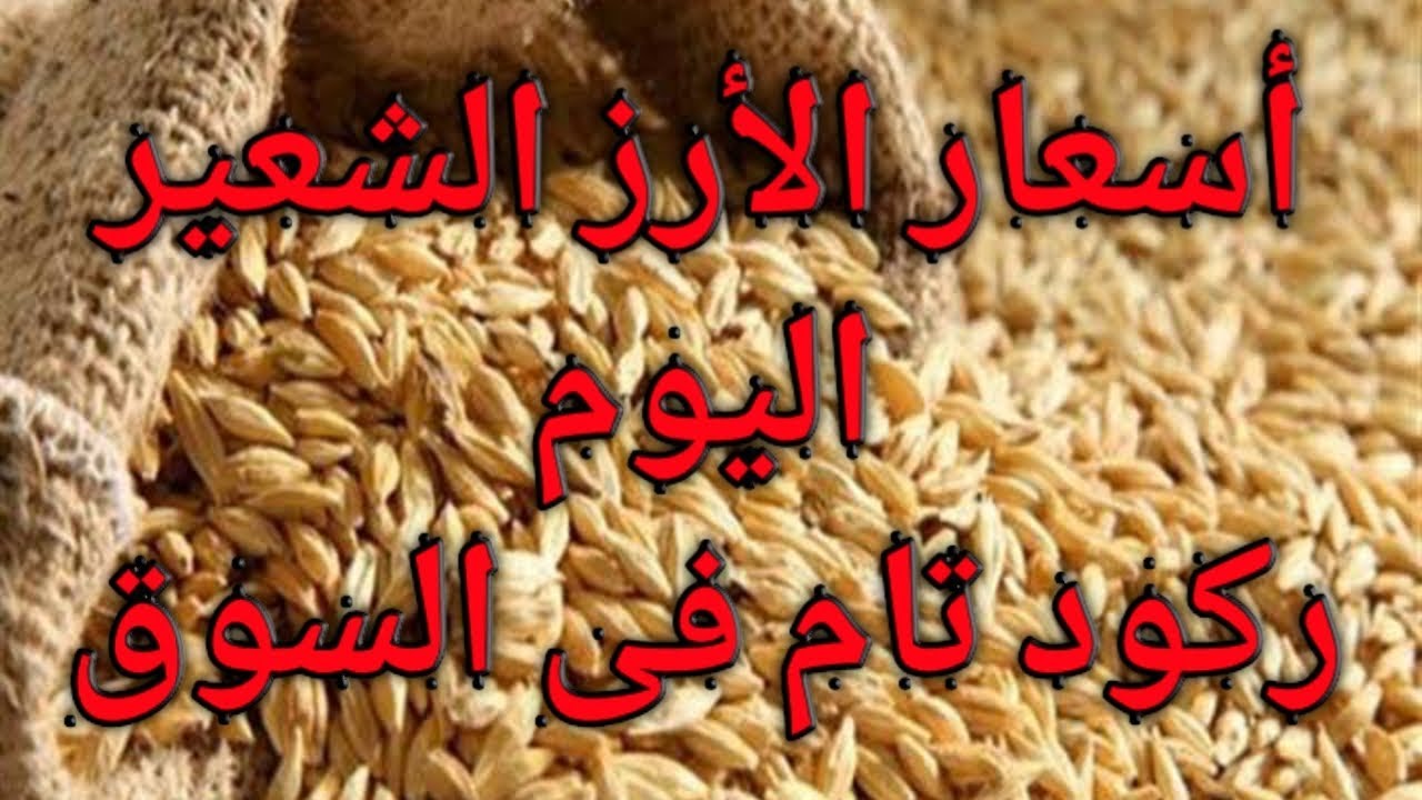 شُعبة الأرز تُعلن سعر طن الأرز الشعير اليوم الاحد للتجار في مصر