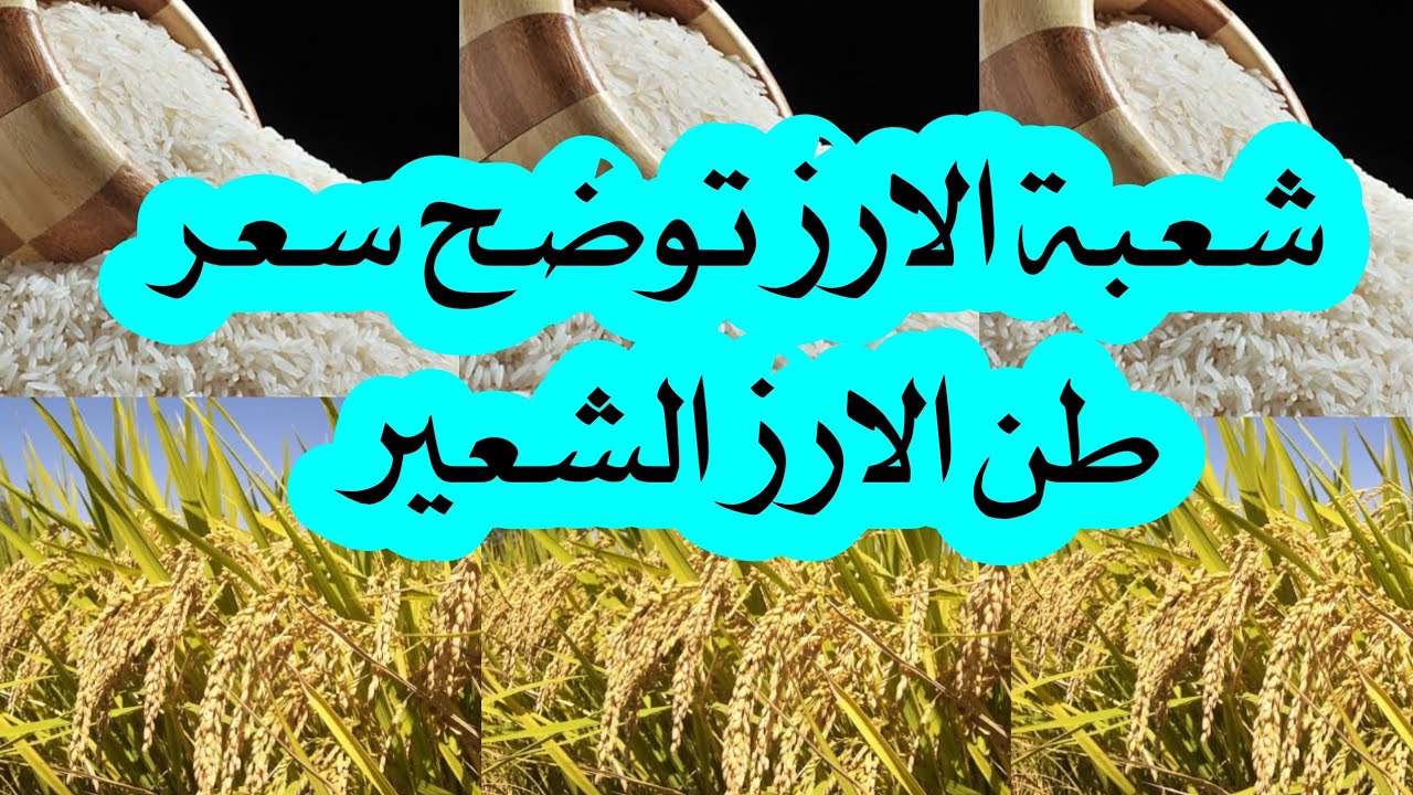 شُعبة الأرز تُعلن سعر طن الأرز الشعير والأبيض اليوم للتجار في مصر