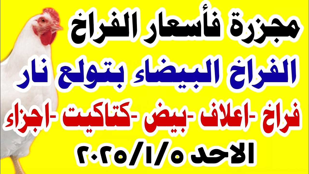 أسعار الفراخ البيضاء اليوم في بورصة الدواجن وفي الأسواق المصرية للمستهلكين