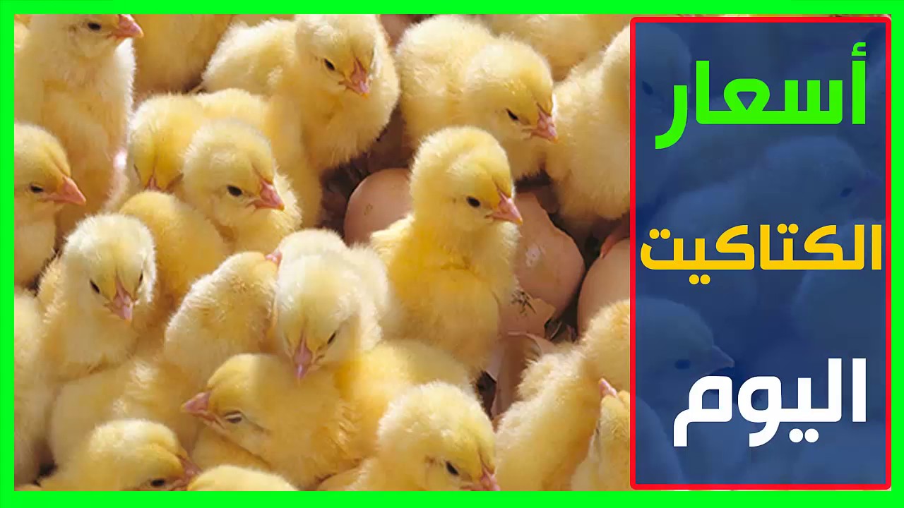 إرتفاع سعر الكتكوت الأبيض اليوم السبت الموافق 4-1-2025 في بورصة الدواجن والشركات