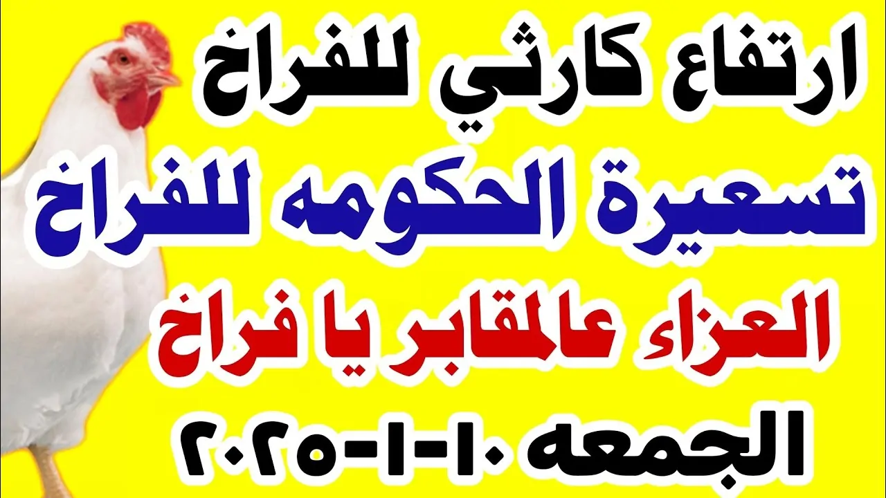 بورصة الدواجن اليوم توضح أسعار الفراخ البيضاء بعد إرتفاعها الكبير