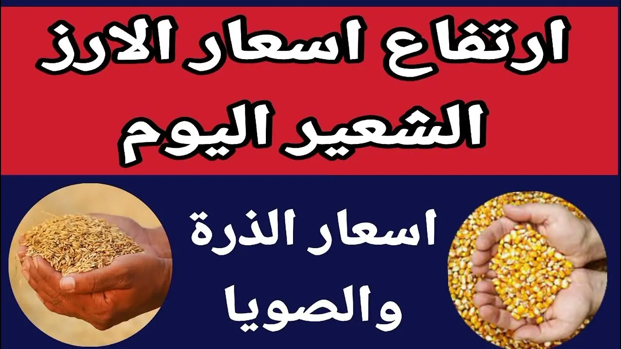 سعر طن الأرز الشعير اليوم الاثنين للتجار في مصر (رفيع، عريض)