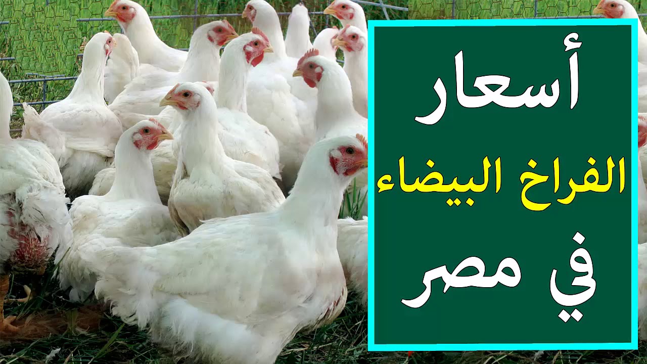 تذبذب اسعار الفراخ اليوم الأربعاء 1-1-2024 في البورصة واسعار الكتاكيت والبط