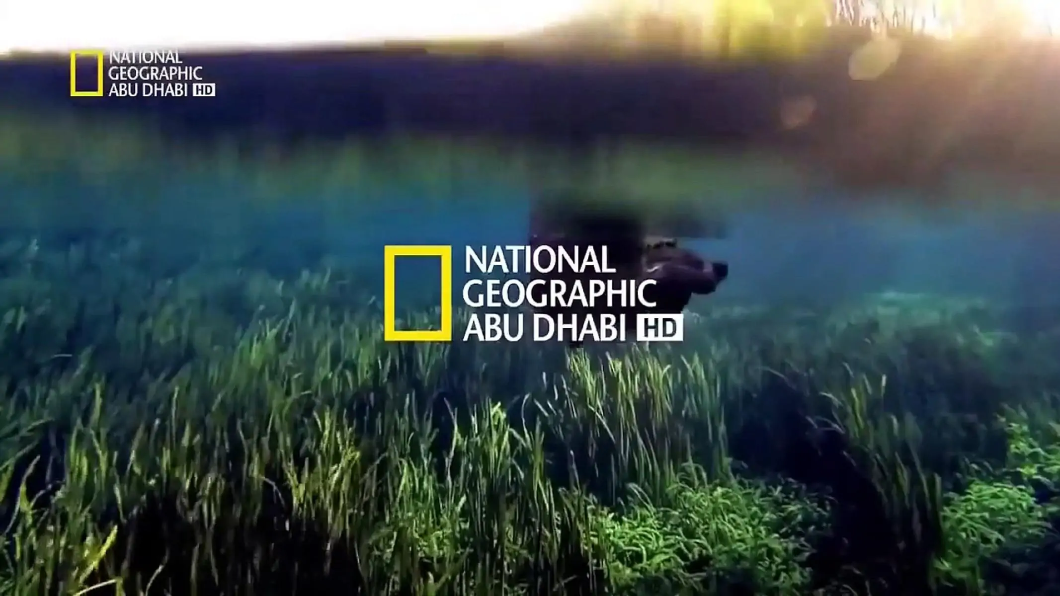 تردد قناة ناشيونال جيوغرافيك hd الجديد 2025 National Geographic عبر الأقمار الصناعية المختلفة