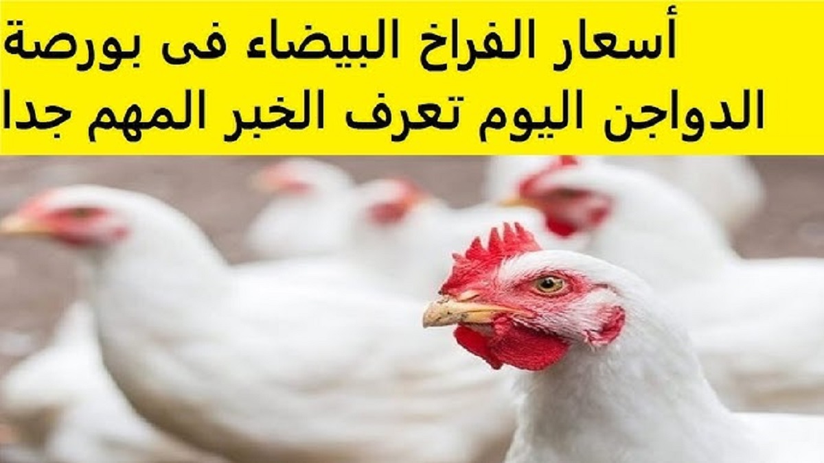 بورصة الدواجن اليوم أسعار الفراخ البيضاء