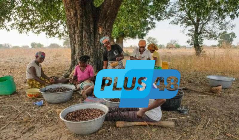 أوغندا مهددة بفقدان ”ذهب النساء” بسبب القطع الجائر والتغير المناخي