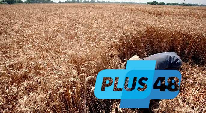 التموين تشترط التصريح لنقل القمح المحلي وتجهز نقاط استلام بـ2200 جنيه للأردب