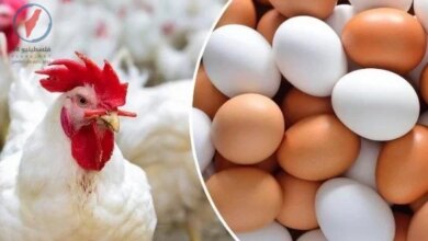 أسعار الدواجن والبيض اليوم الأربعاء 29 أبريل 2026 وسعر الفراخ البيضاء