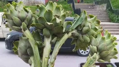 الناس يدفعون ثمنا باهظا ثمن القشور وحيل البيع بالزوائد التي تستنزف جيوب المستهلكين في أسواق الخضر