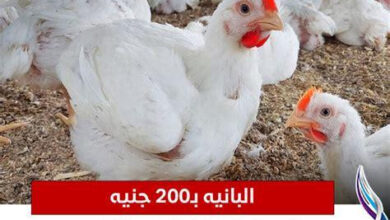 أسعار الفراخ والدواجن في أسواق مطروح اليوم تتراوح بين 210 جنيهات للبانيه وخيارات أخرى