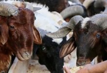 أضحيات العيد من الخراف الرحمانية والجديان البلدي والقبرصي في الأسواق المصرية
