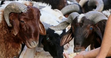 أضحيات العيد من الخراف الرحمانية والجديان البلدي والقبرصي في الأسواق المصرية