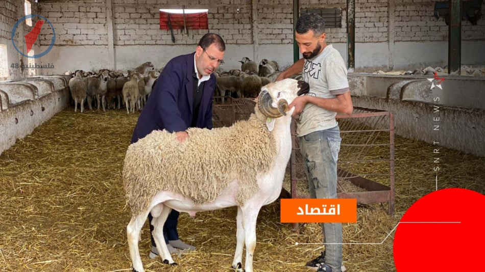 ارتفاع وفرة القطيع خلال عيد الأضحى يؤثر على الأسعار بشكل ملحوظ
