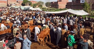 ازدحام كبير في أسواق الماشية قبل أيام من عيد الأضحى يعكس ارتفاع الطلب على الأضاحي