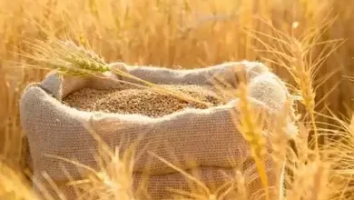 الجزائر تفتح أبوابها للأسواق العالمية من خلال مناقصة ضخمة لاستيراد القمح تعزيز الأمن الغذائي وتوسيع شبكة العلاقات التجارية