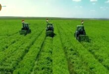 الدلتا الجديدة تحول المياه المهدرة إلى شريان حياة يعزز الأمن الغذائي