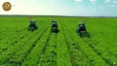 الدلتا الجديدة تحول المياه المهدرة إلى شريان حياة يعزز الأمن الغذائي