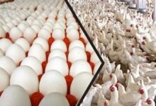 انخفاض أسعار الفراخ اليوم 13 مايو قبل عيد الأضحى وارتفاع مفاجئ في أسعار كرتونة البيض