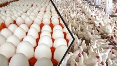 انخفاض أسعار الفراخ اليوم 13 مايو قبل عيد الأضحى وارتفاع مفاجئ في أسعار كرتونة البيض