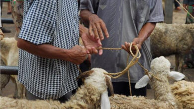 حكم التضحية في ليالي عيد الأضحى وأوقات الذبح المستحبة لتحقيق الأجر الأكبر