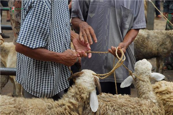 حكم التضحية في ليالي عيد الأضحى وأوقات الذبح المستحبة لتحقيق الأجر الأكبر
