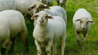 خطوات حجز صك الأضحية من بيت الزكاة والصدقات