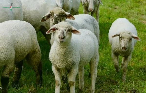 خطوات حجز صك الأضحية من بيت الزكاة والصدقات