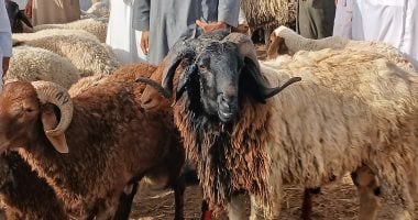 دار الإفتاء تؤكد أن تقسيم الأضحية إلى ثلاثة أثلاث يعزز الروابط الاجتماعية ويحيي السنة