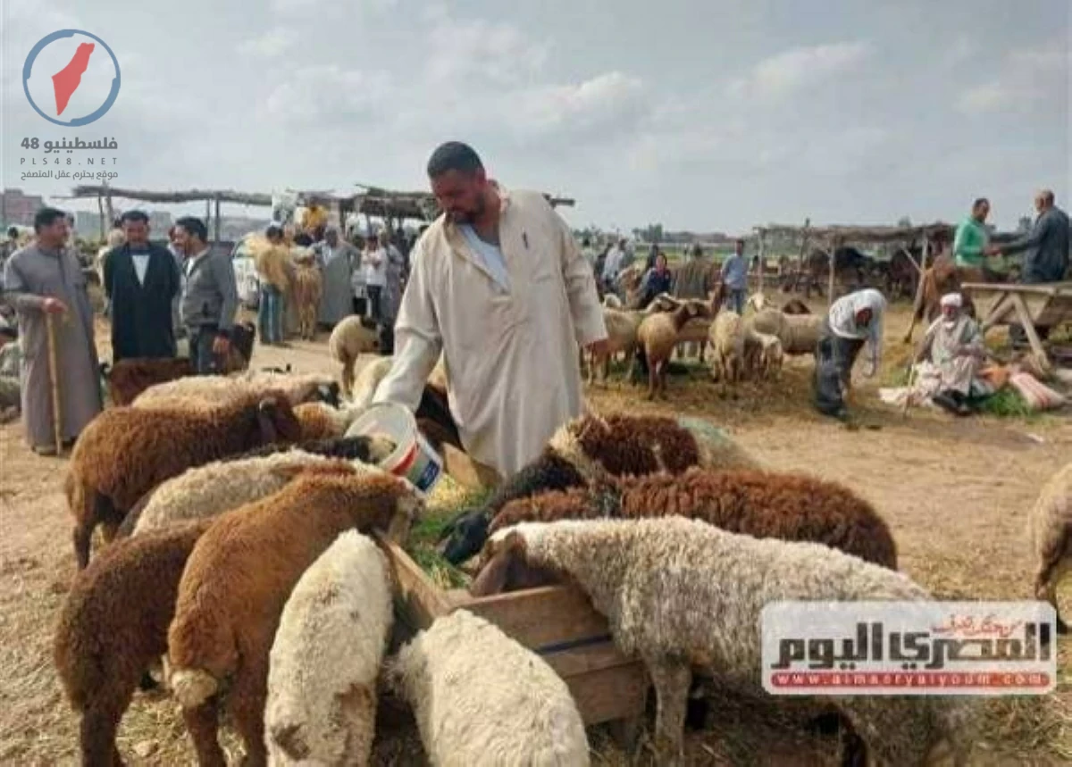 شعبة القصابين تكشف ل المصري اليوم حقيقة ارتفاع أسعار الأضاحي مع اقتراب عيد الأضحى