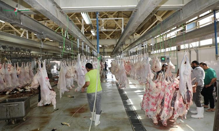 طب بيطري في القاهرة يرفع حالة الطوارئ استعدادا لعيد الأضحى بالمجازر