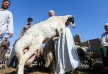 قبل عيد الأضحى ارتفاع حركة أسواق الضأن في أسواق الجيزة لاشتمال على طلب متزايد وتوقعات بزيادة الأسعار