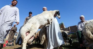 قبل عيد الأضحى ارتفاع حركة أسواق الضأن في أسواق الجيزة لاشتمال على طلب متزايد وتوقعات بزيادة الأسعار