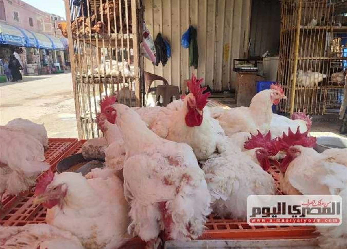 بعد تراجع 5 جنيهات.. سعر الفراخ البيضاء اليوم الإثنين 15-6-2026 في الأسواق وبورصة الدواجن الآن
