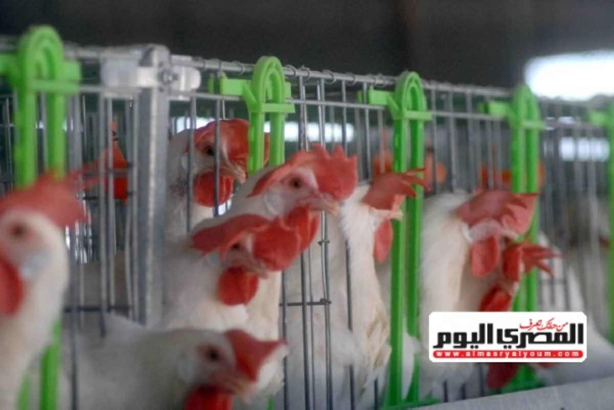 ثروت الزيني يحذر من خروج صغار مربي الدواجن من السوق بسبب تراجع الأسعار عن التكلفة