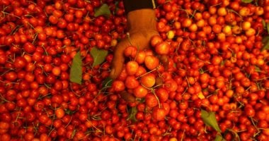 مصر تسعى لكسر احتكار تقاوي الطماطم المستوردة وتوفير أكثر من 15 صنفا وهجينًا للمزارعين