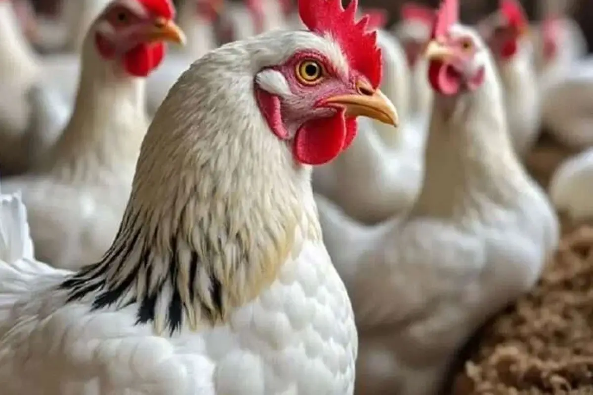 خبير تغذية يكشف الحقائق المخفية حول استخدام الهرمونات في الدواجن ويوضح مدى تأثيرها على الصحة