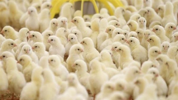 انهيار مفاجئ في أسعار الكتاكيت يتخطى 70 بالمئة وشعبة الدواجن تحذر من ارتفاعات مرتقبة