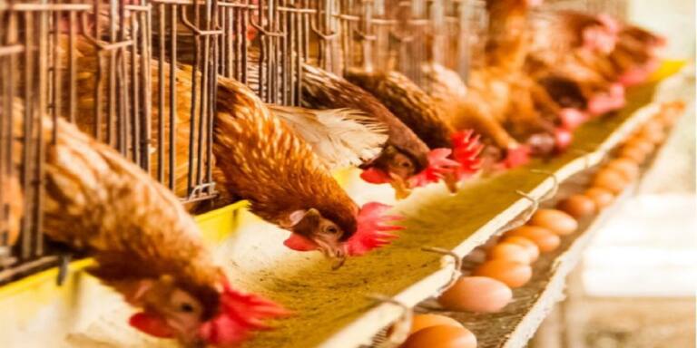 انخفاض قياسي في أسعار الدجاج بالمغرب حيث يصل سعر الكيلوغرام الواحد إلى 8 دراهم فقط