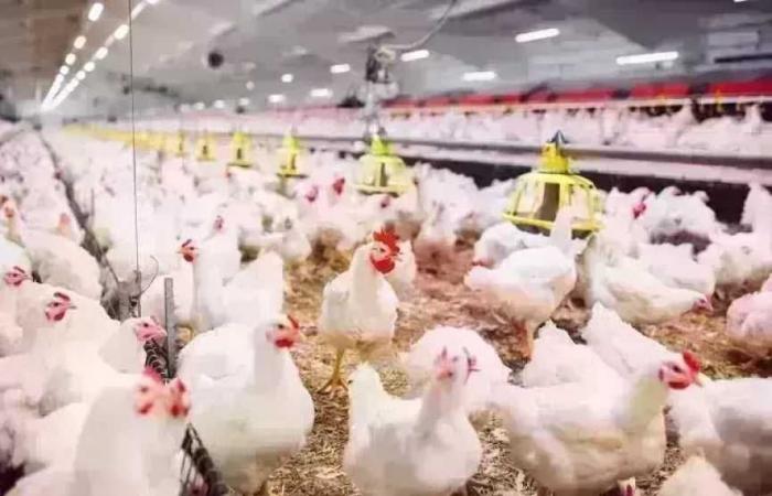 تحديث أسعار الدواجن اليوم الإثنين 29 يونيو 2026 وتطورات سعر الفراخ البيضاء في الأسواق الآن