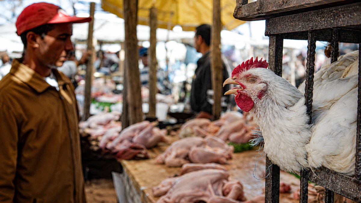 أسعار الدجاج بالمغرب تسجل تراجعا ملحوظا وسط وفرة في الإنتاج وضغوطات مادية كبيرة تلاحق المربين