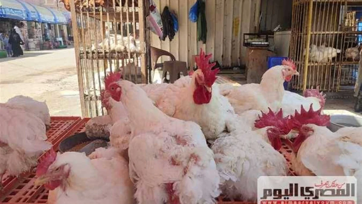 بعد تراجع 5 جنيهات.. سعر الفراخ البيضاء اليوم الإثنين 15-6-2026 في الأسواق وبورصة الدواجن الآن