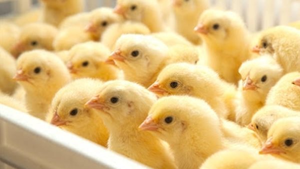 شعبة الدواجن تحسم الجدل وتكشف حقيقة أنباء إعدام الكتاكيت وإغلاق المزارع في رد عاجل ومفاجئ