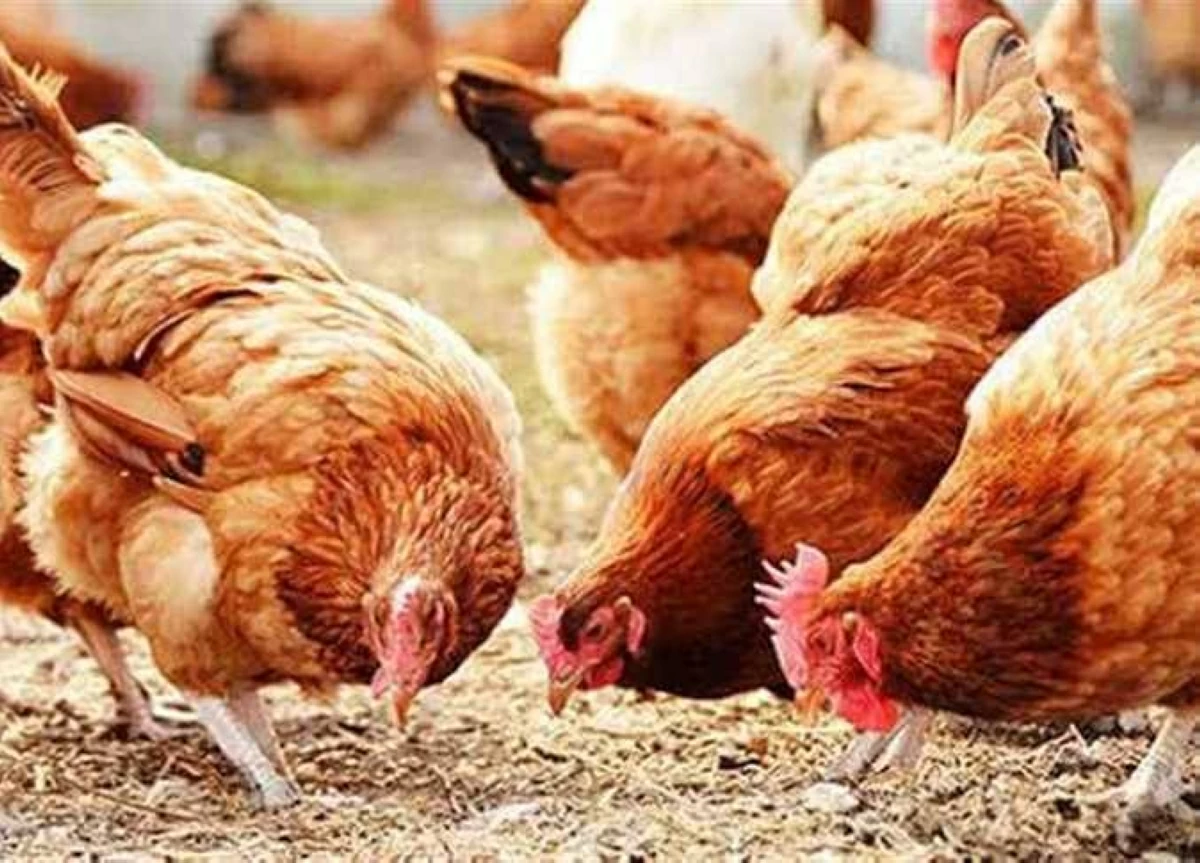 تحديث عاجل لأسعار الفراخ الساسو والبيض في أسواق الشرقية اليوم الإثنين 13 يوليو 2026