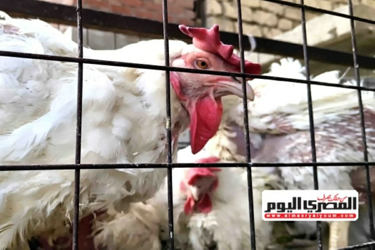 مفاجأة في أسعار الفراخ البيضاء وكرتونة البيض اليوم السبت 18 يوليو 2026 بأسواق محافظة مطروح