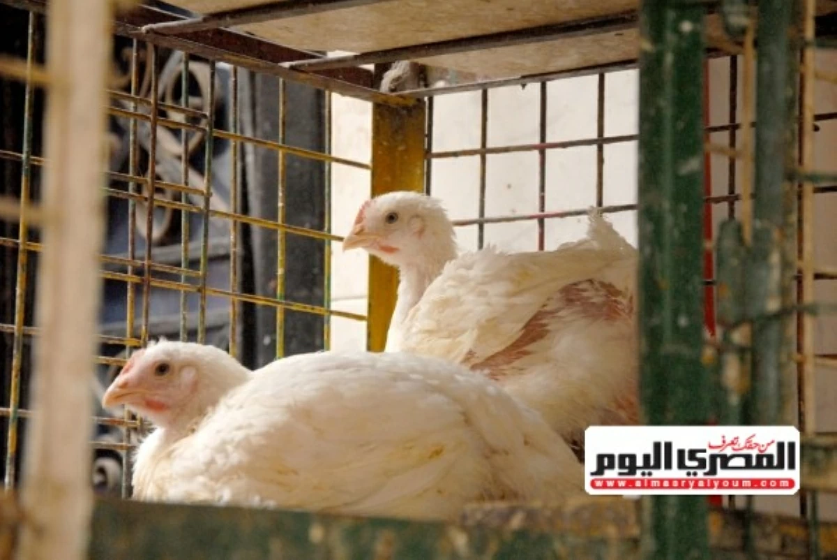 منتجو الدواجن يؤكدون تحقيق الاكتفاء الذاتي ويطالبون بتدشين بورصة رسمية لضبط الأسعار ومنع التلاعب