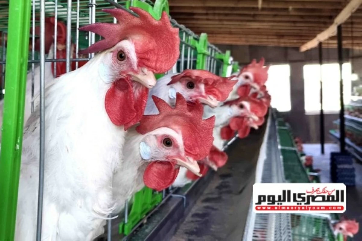 قفزة مفاجئة في أسعار الفراخ وكرتونة البيض بمطروح اليوم الأحد 26 يوليو 2026 إليكم التفاصيل