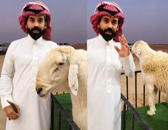 شاب يربح أكثر من مليون ريال من خروف حري وعوائده المالية تتخطى أرباح عمارة سكنية