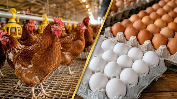 انخفاض أسعار الفراخ البيضاء والبيض اليوم في الأسواق