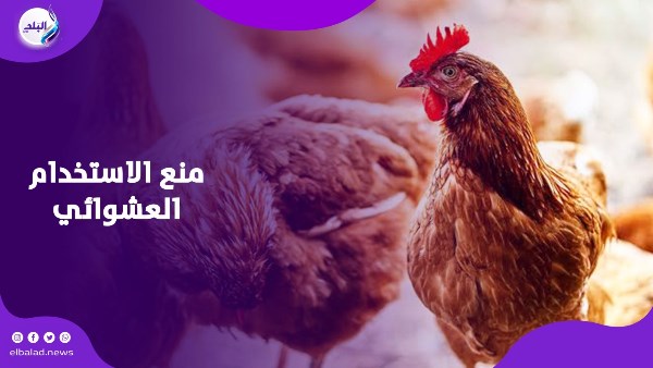 تحذير عاجل من حقنة البرد للدواجن بسبب مخاطر صحية كارثية تهدد سلامة وصحة جميع المواطنين