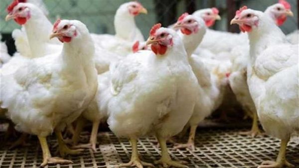 وزارة التموين تحسم الجدل حول انخفاض أسعار الدواجن في الأسواق وتكشف التفاصيل الكاملة بالفيديو